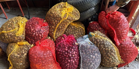 Powiększ grafikę: jesienna-akcja-zbierania-kasztanow-wspieramy-zwierzeta-lesne-655512.jpg