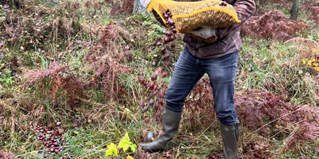 Powiększ grafikę: jesienna-akcja-zbierania-kasztanow-wspieramy-zwierzeta-lesne-655515.jpg