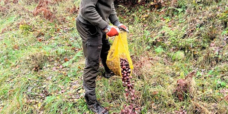 Powiększ grafikę: jesienna-akcja-zbierania-kasztanow-wspieramy-zwierzeta-lesne-655517.jpg