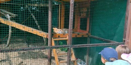 Powiększ grafikę: lemur-park-gr-iii-muszelki-621038.jpg
