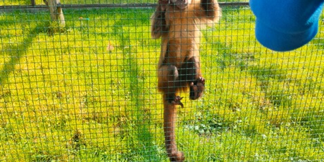 Powiększ grafikę: lemur-park-gr-iii-muszelki-621039.jpg