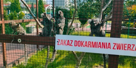 Powiększ grafikę: lemur-park-gr-iii-muszelki-621040.jpg