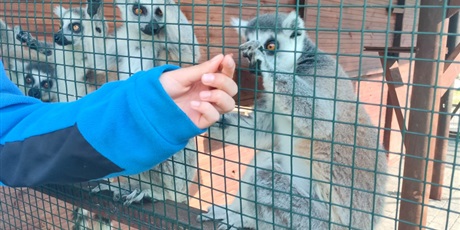 Powiększ grafikę: lemur-park-gr-iii-muszelki-621042.jpg