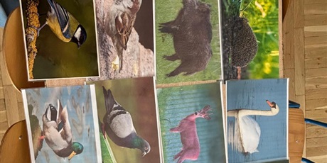 Powiększ grafikę: straz-miejska-postepowanie-ze-zwierzetami-dzikie-zwierzeta-715111.jpg