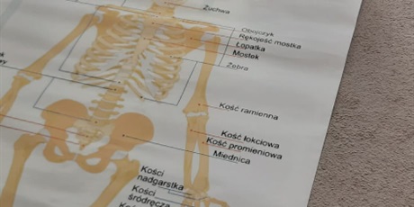 Tajemnice naszego ciała - gr.III- Gdańskie Lwiątka