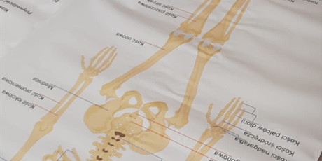 Powiększ grafikę: tajemnice-naszego-ciala-gr-iii-gdanskie-lwiatka-682397.jpg