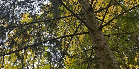 Powiększ grafikę: tydzien-eksperymentow-w-bursztynowym-domku-projekt-edukacyjny-maly-badacz-i-odkrywca-651331.jpg