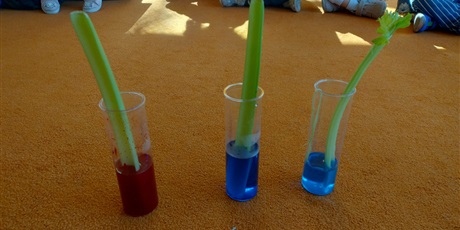 Powiększ grafikę: tydzien-eksperymentow-w-bursztynowym-domku-projekt-edukacyjny-maly-badacz-i-odkrywca-cz-ii-687923.jpg