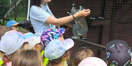 Powiększ grafikę: wycieczka-do-lemur-park-gr-vi-delfinki-621115.jpg